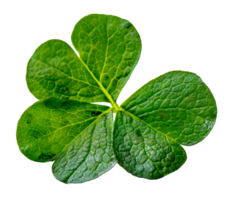 Fresh dewy four-leaf clover, cut out - stock .. png