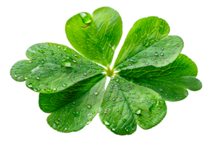 Fresh dewy four-leaf clover, cut out - stock .. png