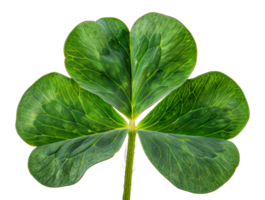 Vibrant green four-leaf clover, cut out - stock .. png