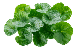 Fresh green wasabi leaves on transparent background - stock .. png