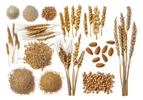 Variety of grains and cereals, cut out - stock .. png