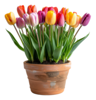 Potted multicolored tulips blooming in terracotta pot on transparent background - stock .. png