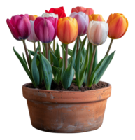 Colorful tulips in terracotta pot on transparent background - stock .. png