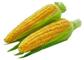 Two yellow corn cobs are sitting on a green leaf - stock .. png