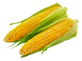 Two yellow corn cobs with green leaves - stock .. png