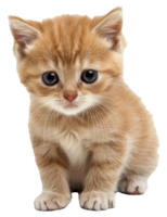 A cute little orange kitten with blue eyes is sitting - stock .. png
