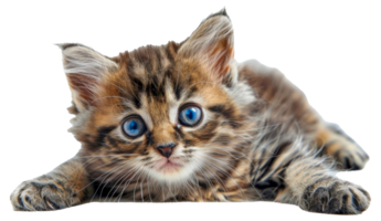 A kitten with blue eyes is laying - stock .. png