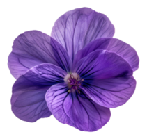 A purple flower with a purple center and purple petals - stock . png