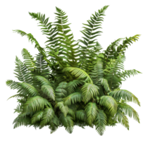 un' lussureggiante verde pianta con molti le foglie e un' di spessore stelo - azione .. png