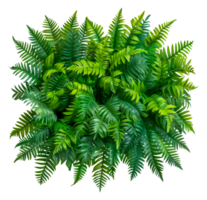 une vert feuillu plante avec une lot de feuilles - Stock .. png