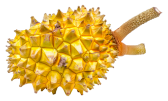 A yellow fruit with a lot of spikes on it - stock .. png