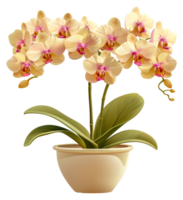 A large yellow and pink orchid plant in a white ceramic pot - stock .. png