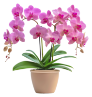A large pink and white orchid plant in a brown pot - stock .. png