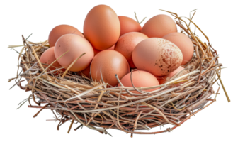 A nest of eggs sits - stock .. png