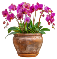 A vase of pink and white orchid flowers - stock .. png