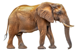 A large elephant with a long trunk is walking - stock .. png