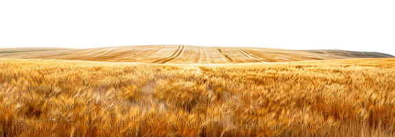 Lush golden wheat field under open sky, cut out - stock .. png