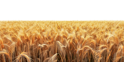 Lush golden wheat field under open sky, cut out - stock .. png