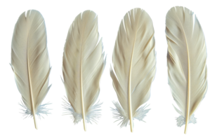 Four white feathers are shown in a row, each with a different length - stock .. png