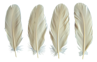 Four white feathers are shown in a row, each with a different length - stock .. png