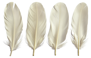 Four white feathers are shown in a row, each with a different length - stock .. png