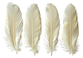 Four white feathers are shown in a row, with the top feather being the largest - stock .. png