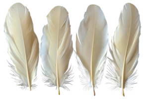 Four white feathers - stock .. png