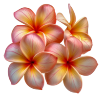 Four flowers with yellow and pink petals - stock .. png