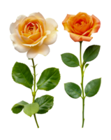 Assortment of lifelike flowers with detailed petals png