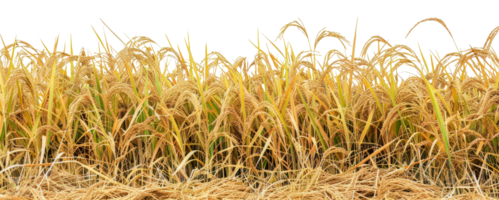 A field of yellow rice plants - stock .. png