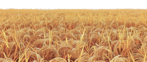 A field of golden rice - stock .. png