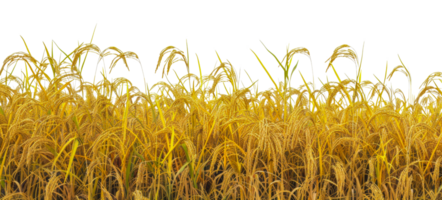 A field of golden rice with tall stalks - stock .. png