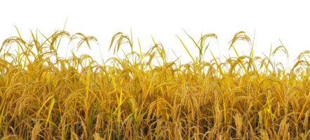 uma campo do dourado arroz com alta talos - estoque .. png