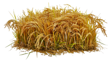 A field of yellow grass with a few brown spots - stock .. png