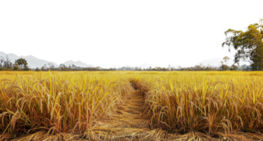 un campo de amarillo arroz con un suciedad camino en el medio - valores .. png