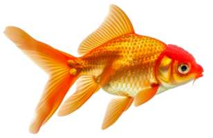 A gold and red fish with a red cap on its head - stock .. png