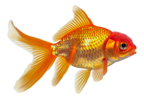 A gold and red fish swimming in a tank - stock .. png