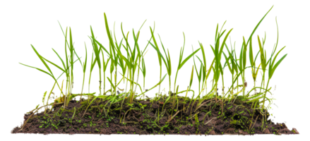 une bouquet de herbe est croissance dans une pièce de saleté - Stock .. png