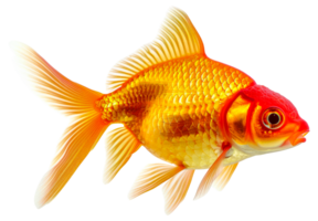 un oro y rojo pescado nadando en un tanque - valores .. png