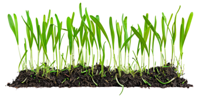 A row of green plants growing in dirt - stock .. png