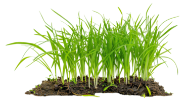 un' mazzo di erba è in crescita nel il sporco - azione .. png