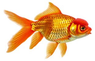A gold and orange fish with a red head swimming - stock .. png