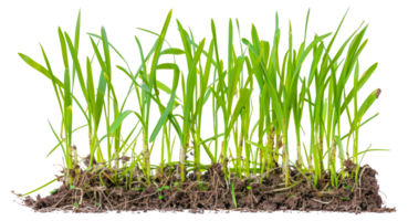 A row of green grasses with their roots in the dirt - stock .. png