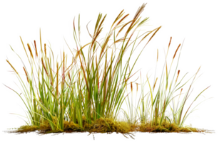 une bouquet de grand herbes sont croissance dans une champ - Stock .. png