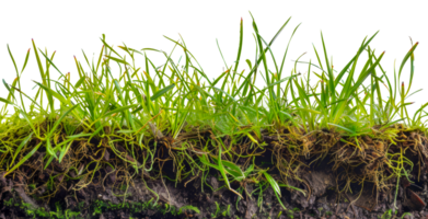 A close up of a patch of grass with its roots visible - stock .. png