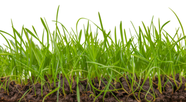 A field of grass - stock .. png