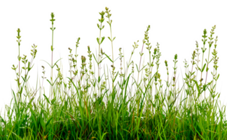 A field of grass with many green plants - stock .. png