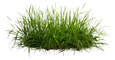 A patch of grass is shown - stock .. png