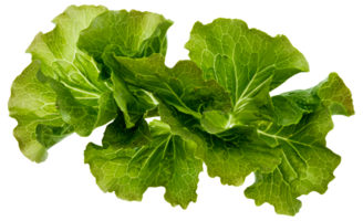 une bouquet de vert feuilles de salade - Stock .. png