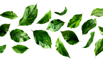 Natural green leaf collection png